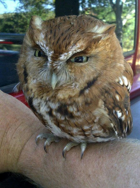 a-cool-owl.jpg