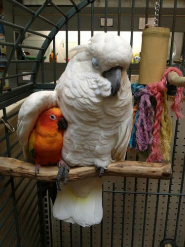 snuggling-birds.jpg