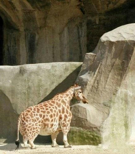 a-giraffe-of-short-legs.jpg