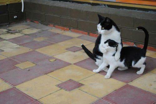 do-not-talk-right-now-cat.jpg