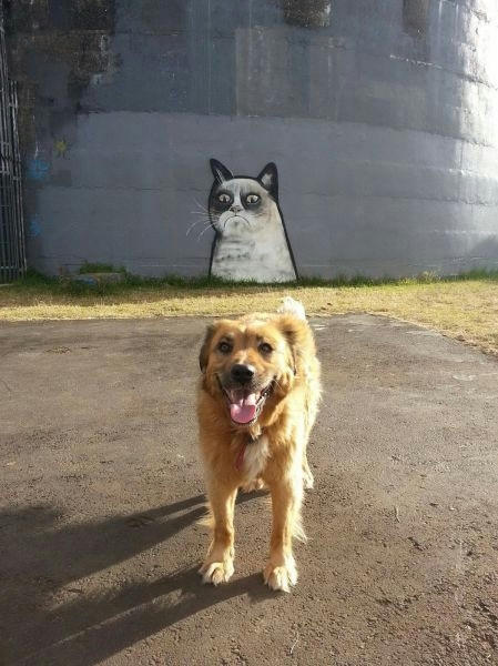 soon-cat-behind.jpg