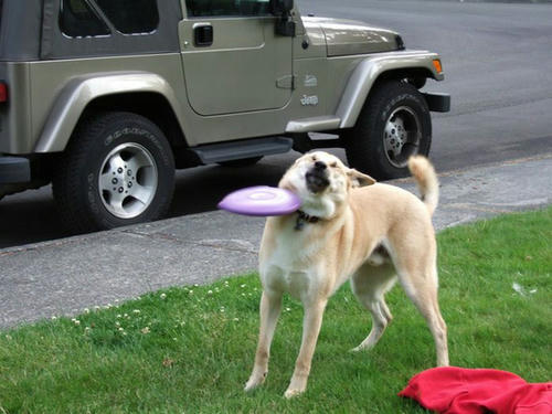 too-fast-frisbee---owner.jpg