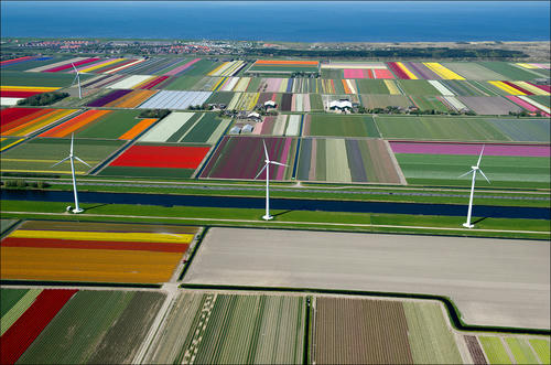 flower-farm-and-windmills.jpg