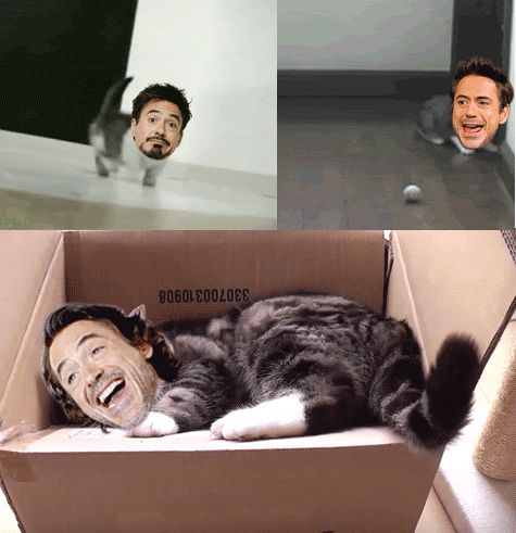 RDJr-dogs.gif