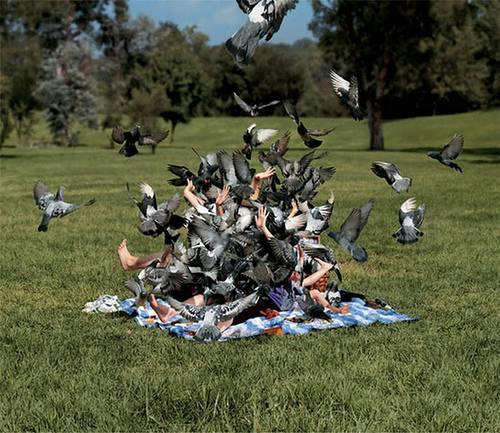 the-revenge-of-pigeons.jpg