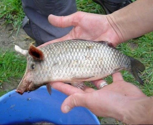 piggy-fish.jpg