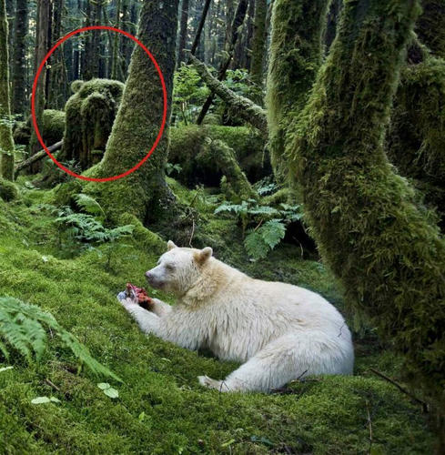 a-ghost-of-a-polar-bear.jpg
