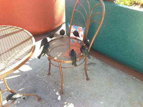 birds-summit.jpg