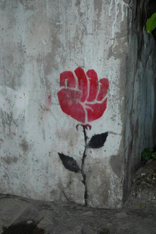 a-fist-of-rose.jpg