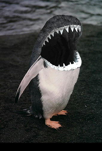 shanguin.jpg