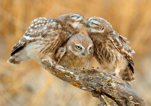 a-angry-owl-between-owls.jpg