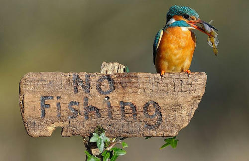 no-fishing-for-human-beings.jpg