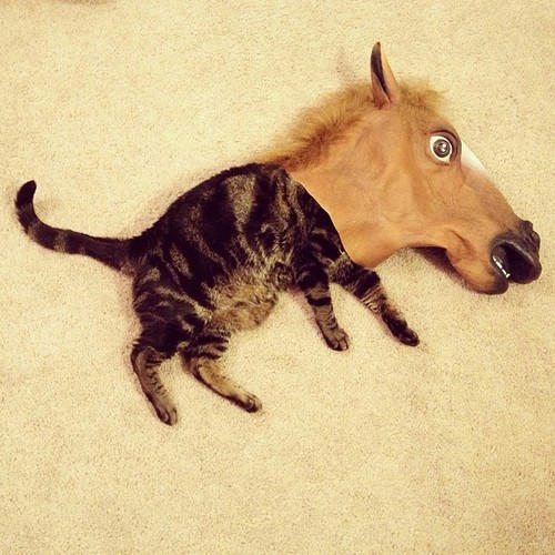 a-micro-horse.jpg
