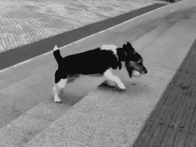 a-smart-dog.gif