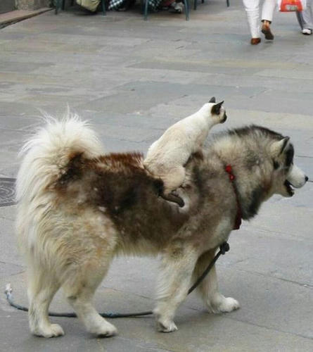 a-dog-taxi.jpg