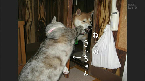 kicchan-punch-2.jpg