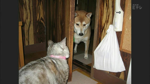 kicchan-punch-1.jpg