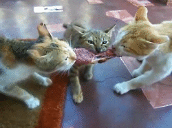 a-smart-cat-between-cats.gif