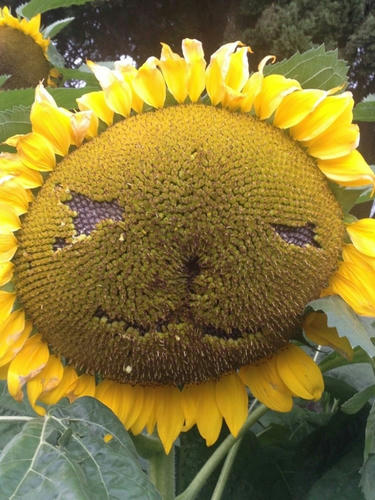 Sun-Lion-Flower.jpg