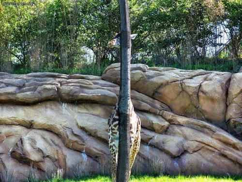 a-hiddden-giraffe.jpg