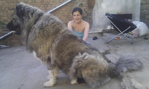 a-extra-large-dog.jpg