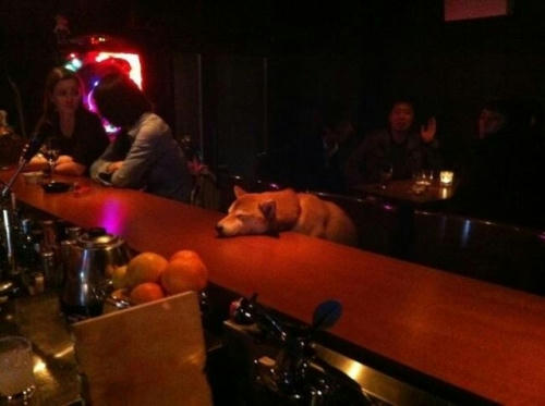 a-dog-in-the-bar.jpg