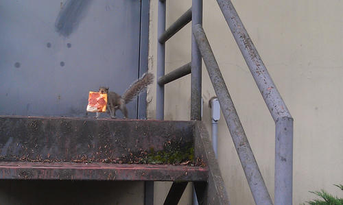 a-pizza-squirrel.jpg
