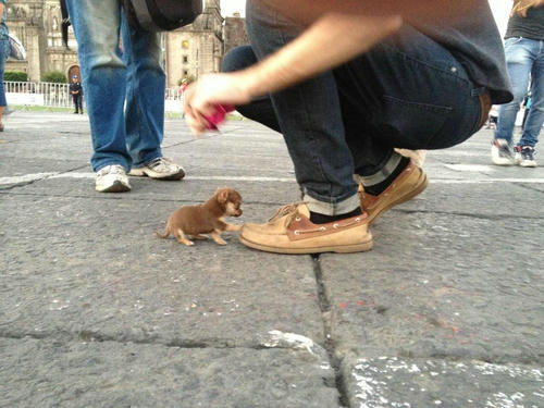 a-super-mini-dog.jpg