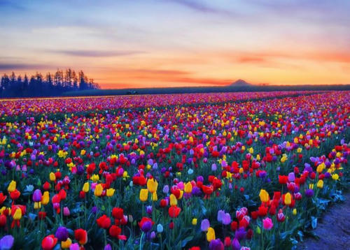 the-amazing-tulip-farm.jpg
