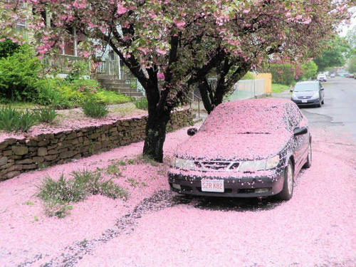 cherry-denbu.jpg