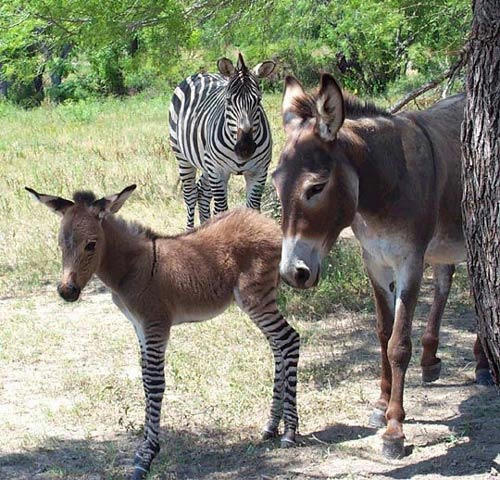 his-father-is-a-zebra.jpg