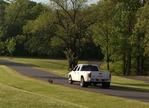 dog-walking-of-US.jpg