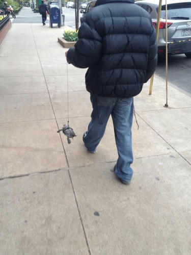 turtle-walking.jpg