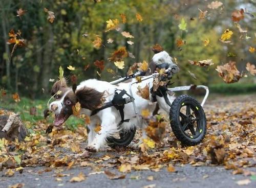a-dog-is-able-to-run-again-if-people-support.jpg
