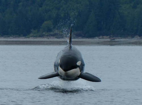 flying-orca.jpg