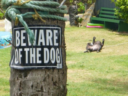 beware-of-the-dog-2013.jpg