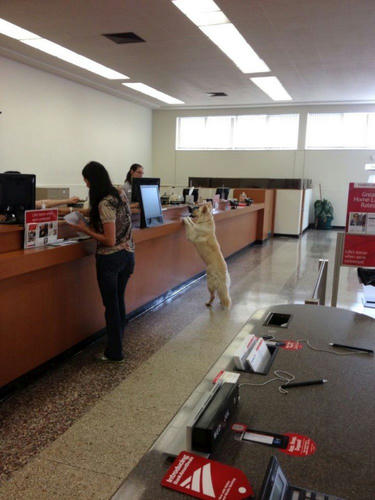 a-doggy-visitor.jpg