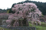 kise-sakura_n5.JPG