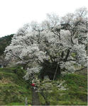 kise-sakura_n14.JPG