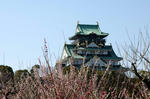 2008ume1.jpg
