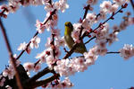 2008ume2.jpg