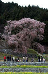 kise-sakura_n12.jpg