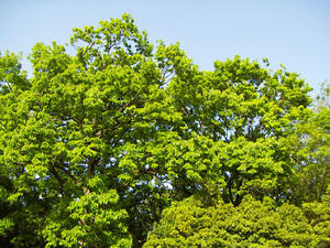 85f5ac85.jpg
