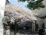 20100401sakura02.jpg