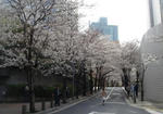 20100401sakura03.jpg