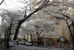 20100401sakura06.jpg