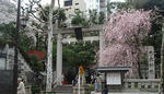 20100401sakura08.jpg