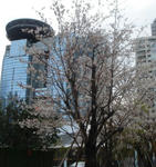 20100401sakura09.jpg