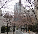 sakura2011_02b.jpg