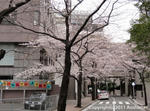 sakura2011_02c.jpg